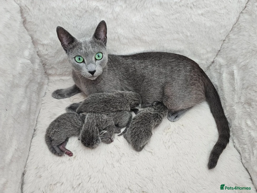 Russian Blue cats for sale: GCCF REGISTERED RUSSIAN BLUE KITTENS  - Advert 2