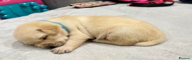 Golden Retriever Puppy blue