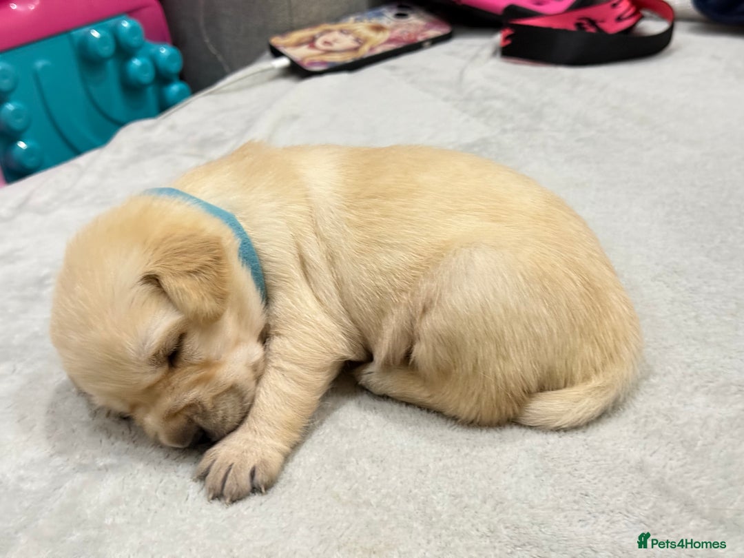 Golden Retriever dogs for sale: 6 golden retriever puppies for sale - Advert 5