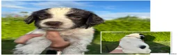 English Springer Spaniel dogs for sale: KC registered 2 L&W boy springer pups left - Advert 3
