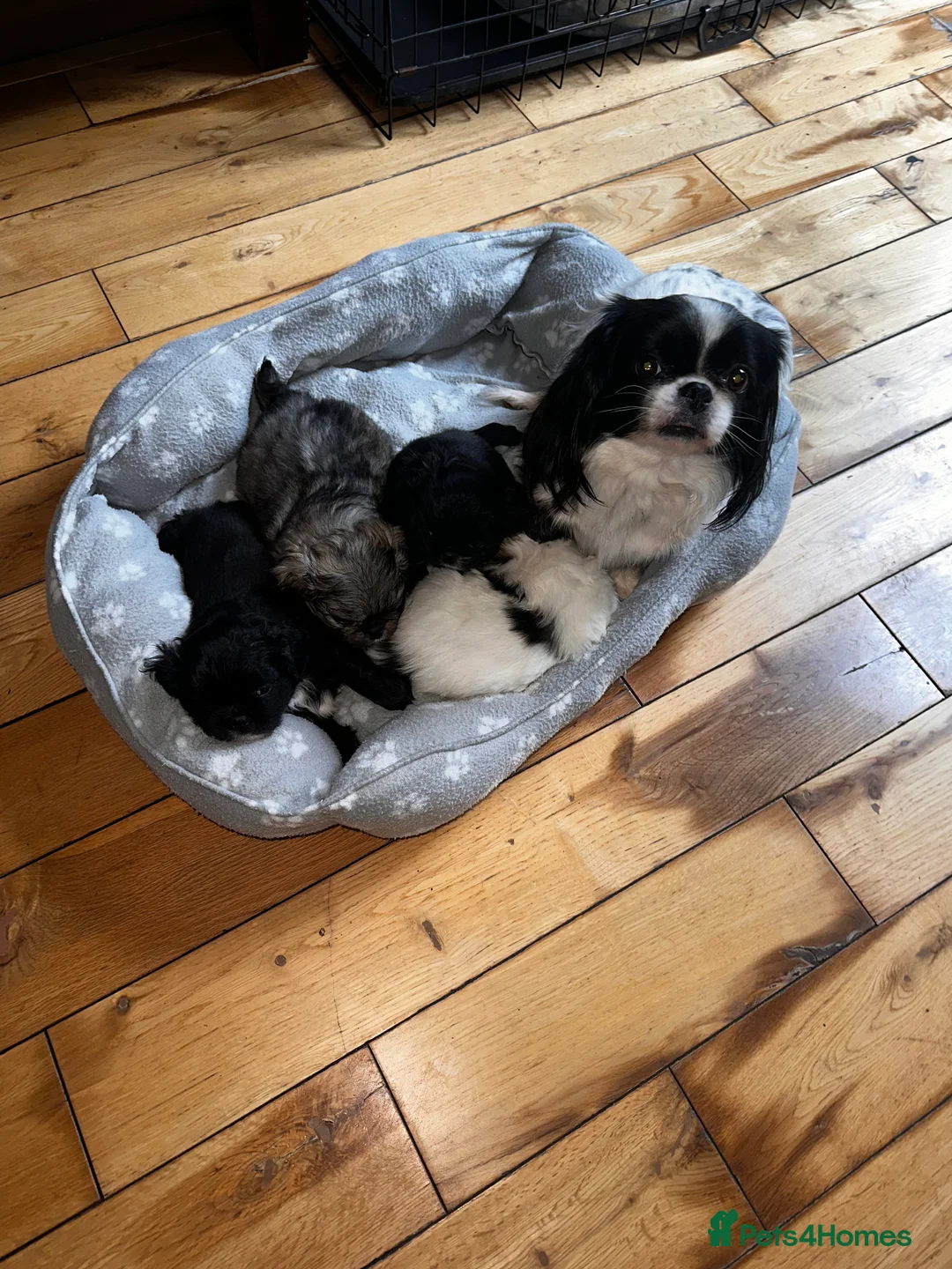 Pekingese dogs for sale: Pekingese puppies  in Coventry - Advert 2
