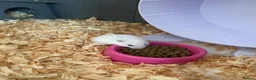 Hamster rodents for sale: Donate Hamster, Looking for a new home in Telford - Advert 2