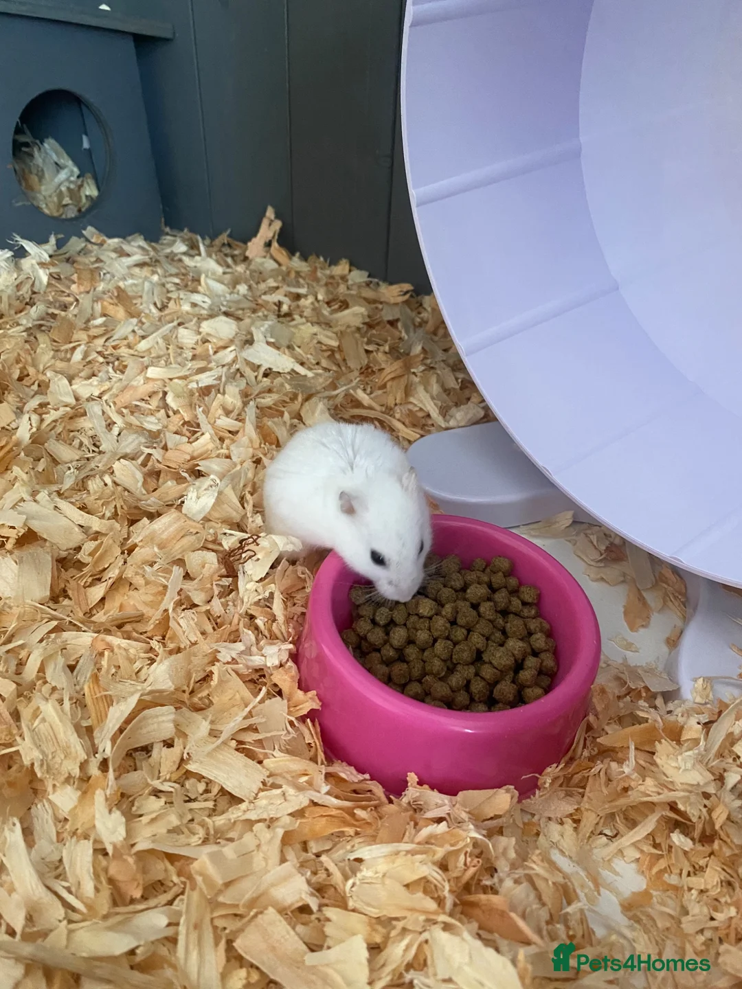 Hamster rodents for sale: Donate Hamster, Looking for a new home in Telford - Advert 2