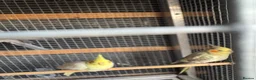 Cockatiels birds for sale: Cocktail for sale - Advert 2