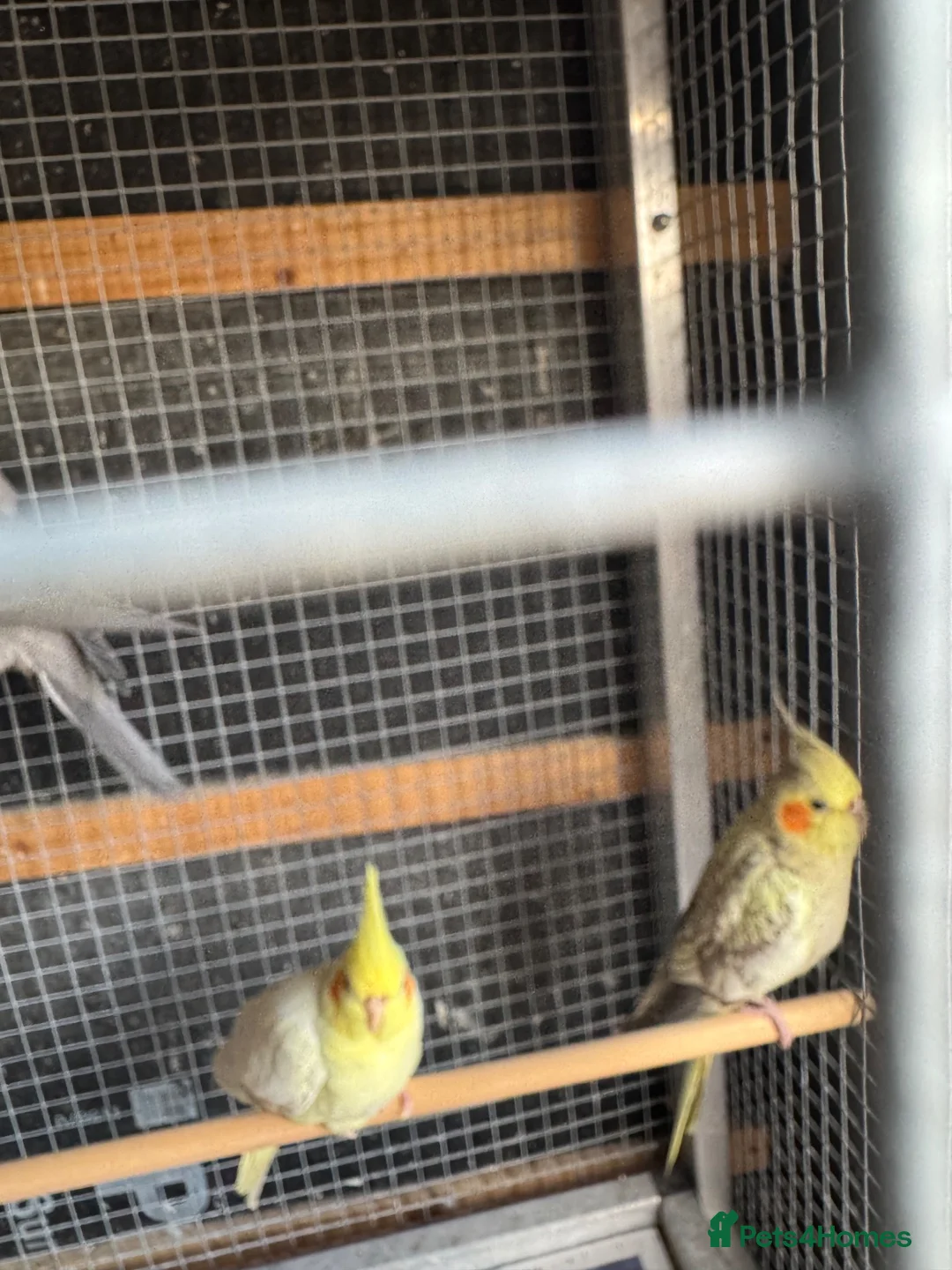 Cockatiels birds for sale: Cocktail for sale - Advert 2