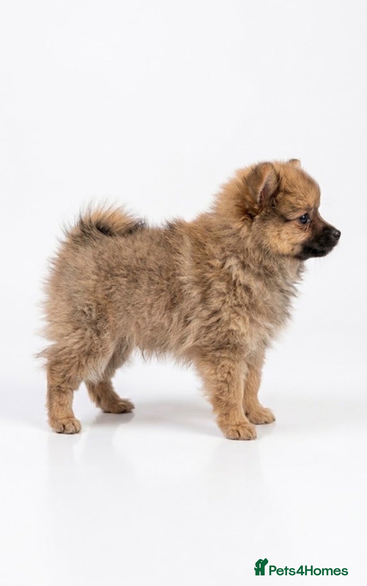 Pomeranian dogs ✨🐶 9  Beautiful Pomeranian Puppies  - Advert 2