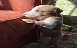 Mixed Breed dogs for sale: Whippet x greyhound puppies  - Image 18