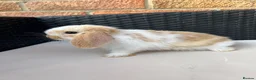 Mini Lop rabbits for sale: Pure bred mini lops  in Haverhill - Advert 5