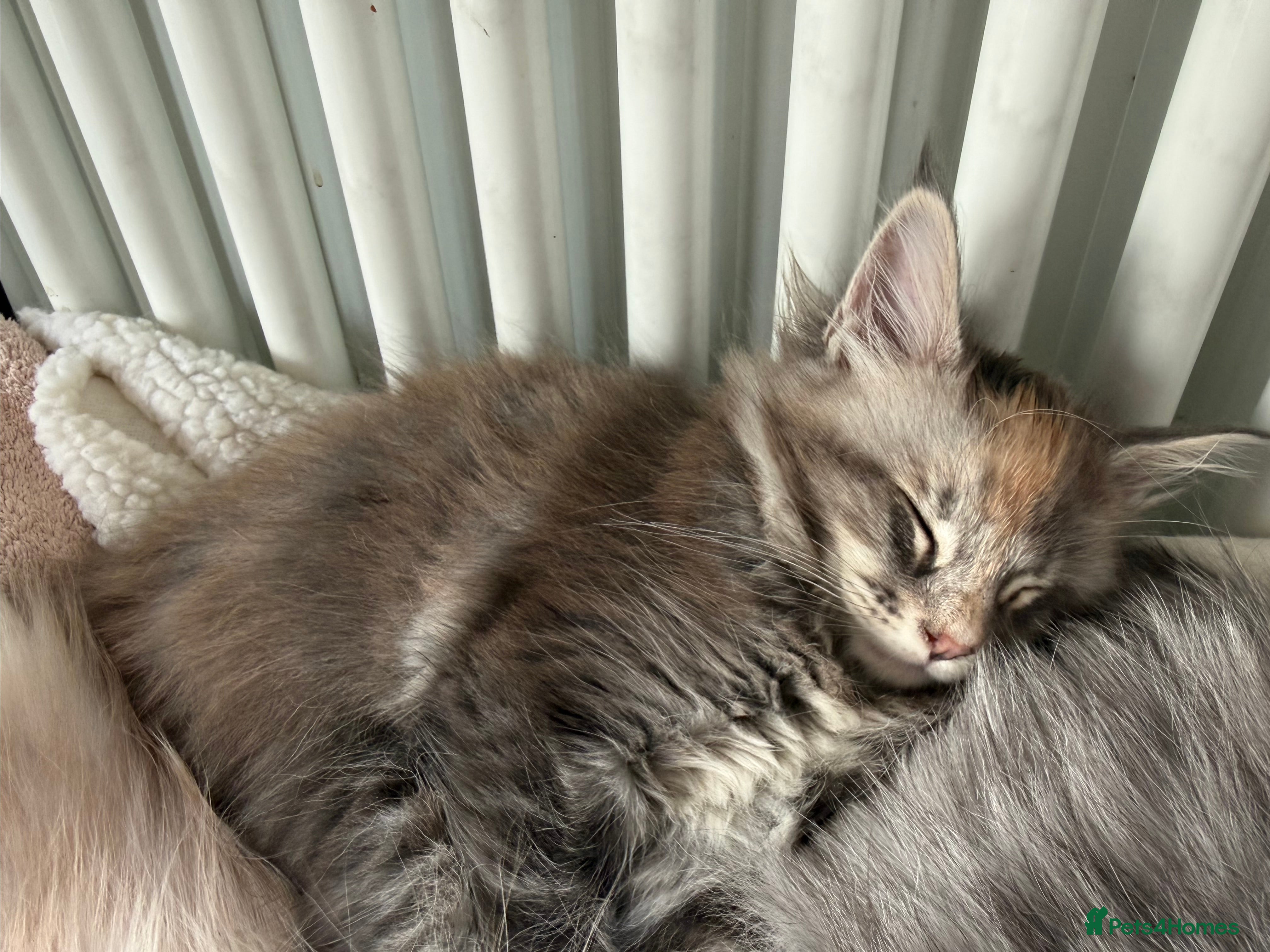 Maine Coon cats Rare BlueTorti girl available full pedigree  - Advert 4