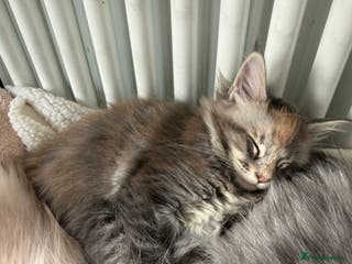 Maine Coon cats Rare BlueTorti girl available full pedigree - Advert 1