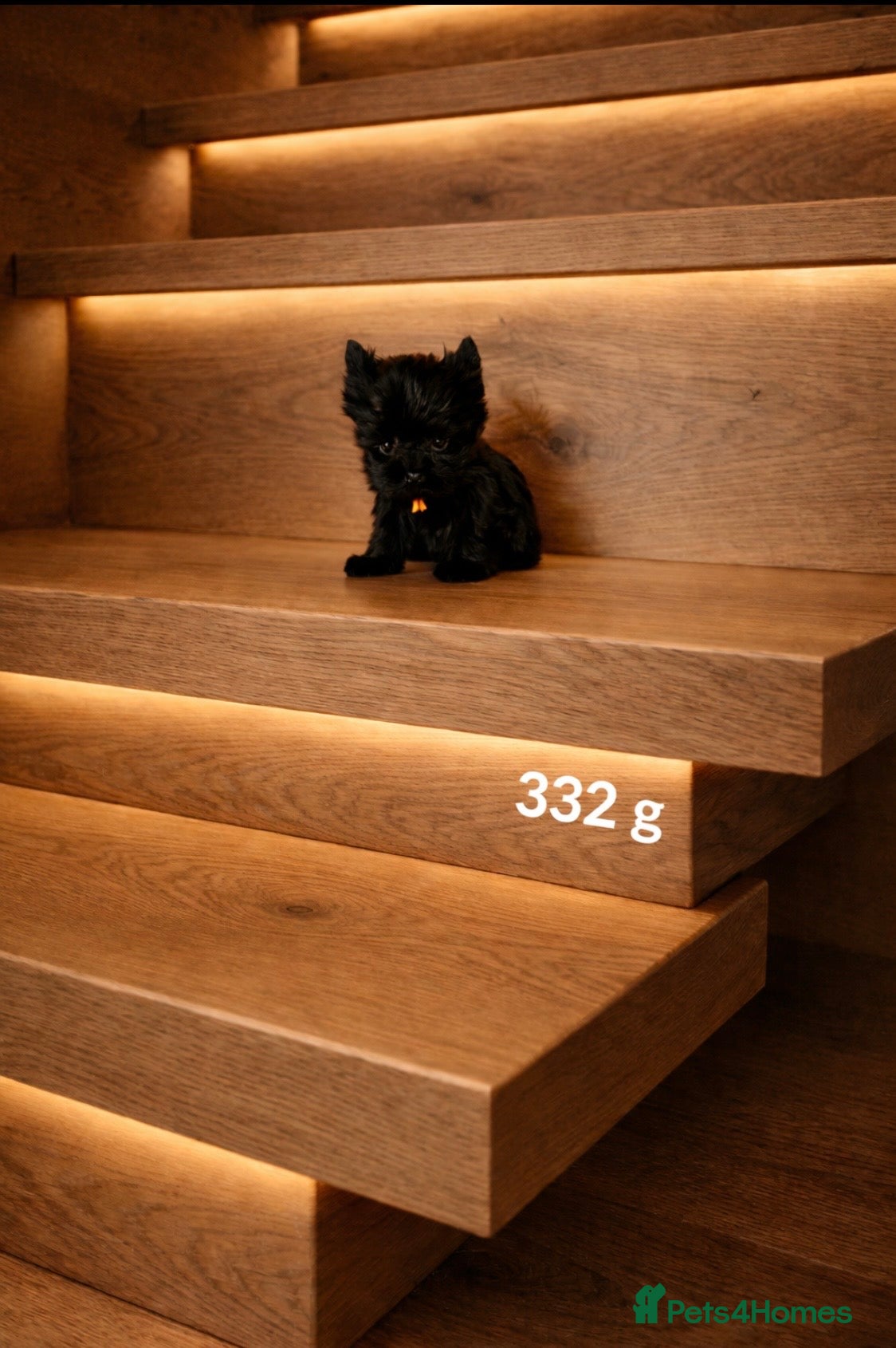 Yorkshire Terrier dogs 🎀 Tiny Little Mini Yorkshire Terrier Girls 🎀 - Advert 1