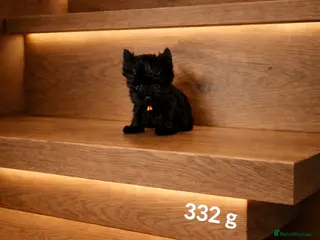 Yorkshire Terrier dogs 🎀 Tiny Little Mini Yorkshire Terrier Girls 🎀 - Advert 1