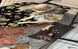 Siberian Husky dogs for sale: Husky fuzzballs - Image 6