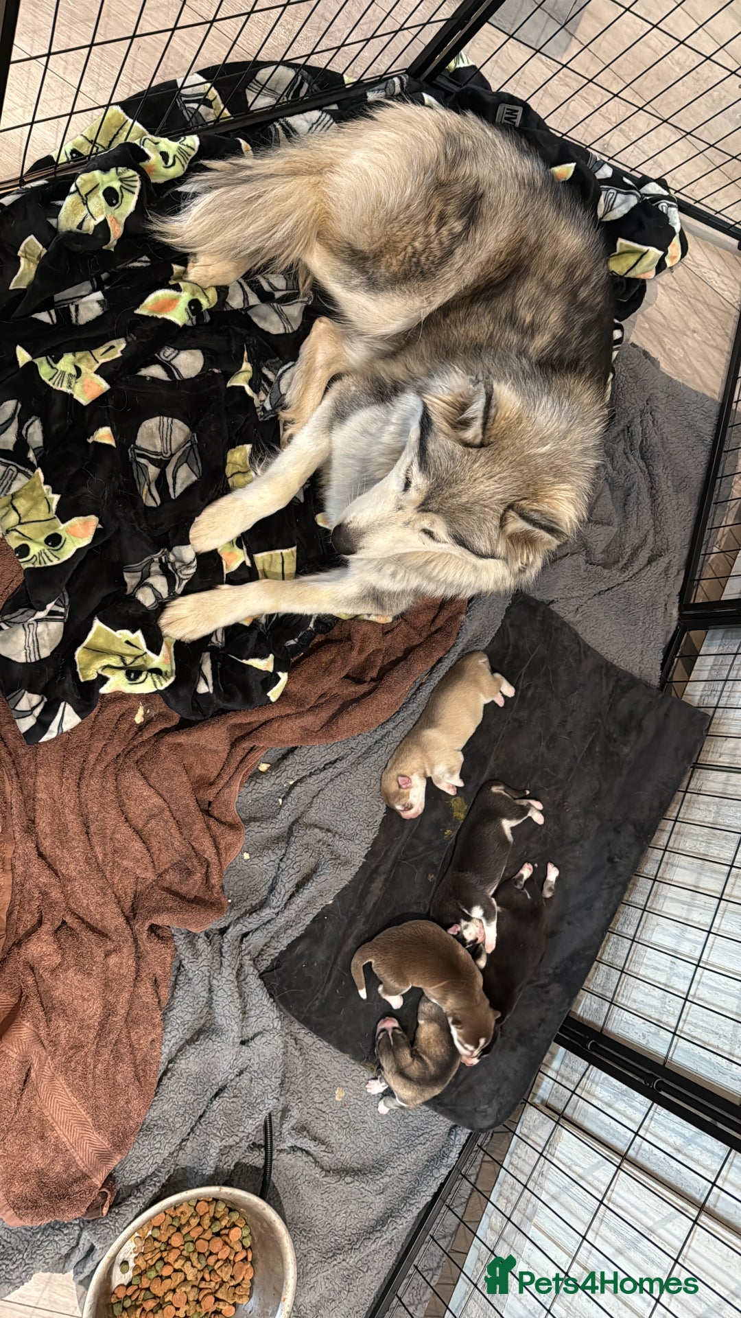 Siberian Husky dogs for sale: Husky fuzzballs - Image 6