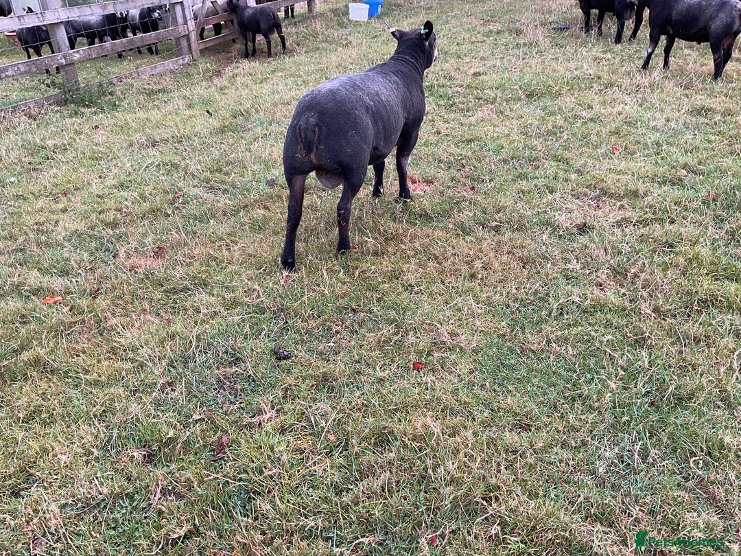 Sheep livestock for sale: Blue texel ram lambs  - Image 3