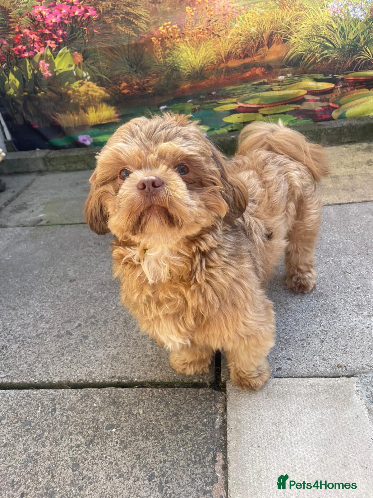 Shih Tzu dogs Stud shihtzu  - Advert 6