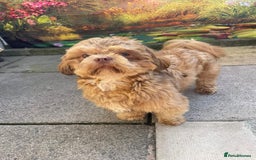 Shih Tzu dogs for stud: Stud shihtzu  - Image 1