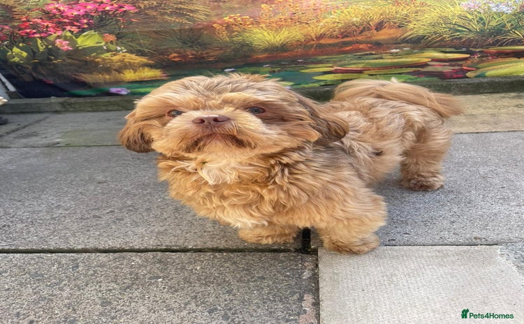 Shih Tzu dogs - Advert 8