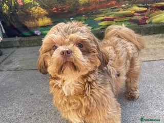 Shih Tzu dogs for stud - Advert 1