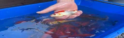 Koi Carp fish for sale: Pond closure  in West Bromwich - Advert 24