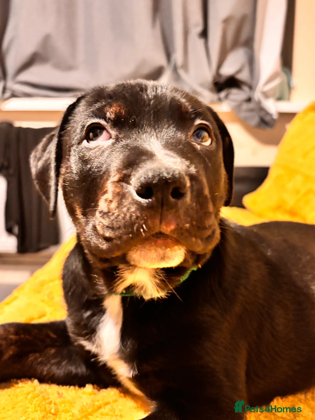 Mixed Breed dogs for sale: Rottweiler cross mixed breed - Advert 16