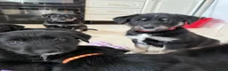 Mixed Breed dogs for sale: Beautiful family raised Husky x Springador Puppies - Advert 7