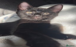 Mixed Breed cats for sale: Beautiful kittens!!!!! READY NOW!!! - Image 37