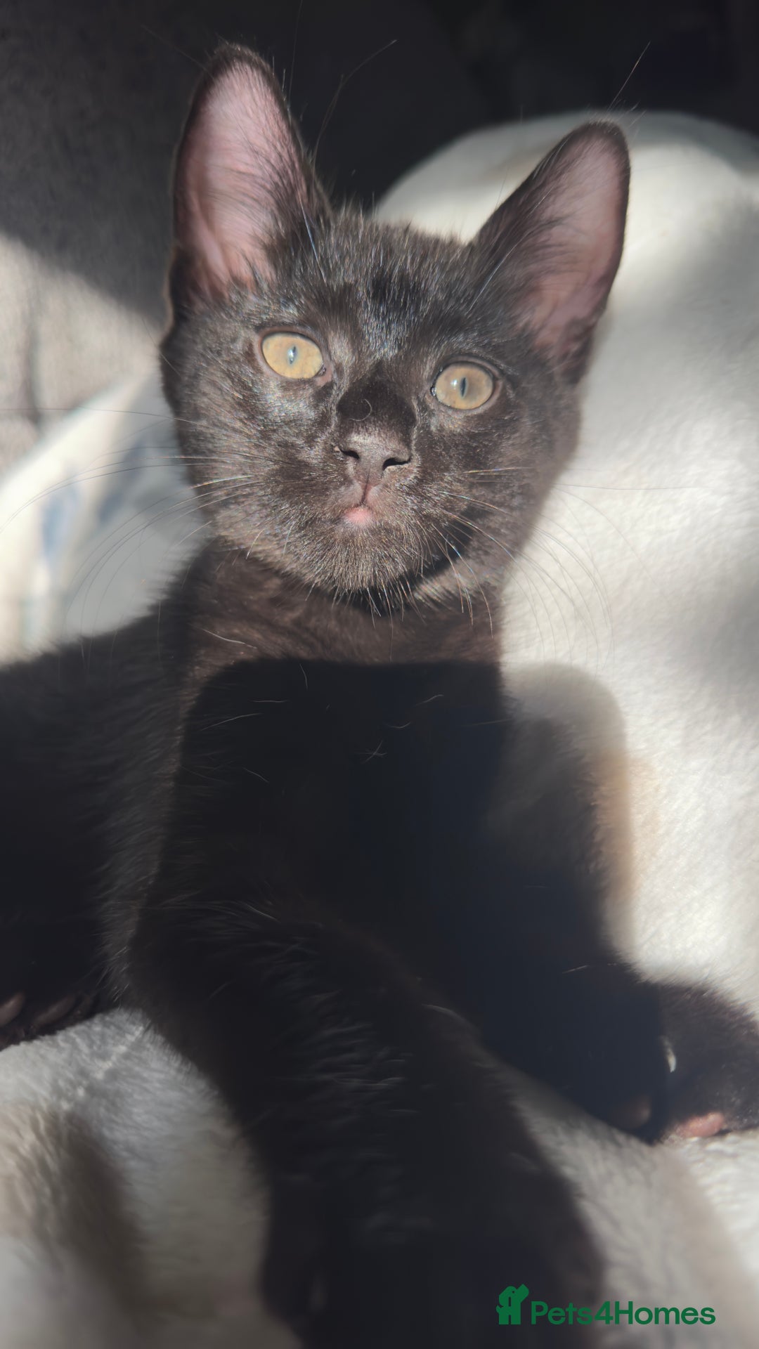 Mixed Breed cats for sale: Beautiful kittens!!!!! READY NOW!!! - Image 37
