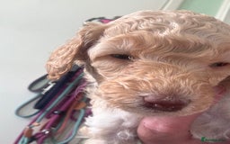 Toy Poodle dogs for sale: Stunning litter of Toy Poodles - Image 15