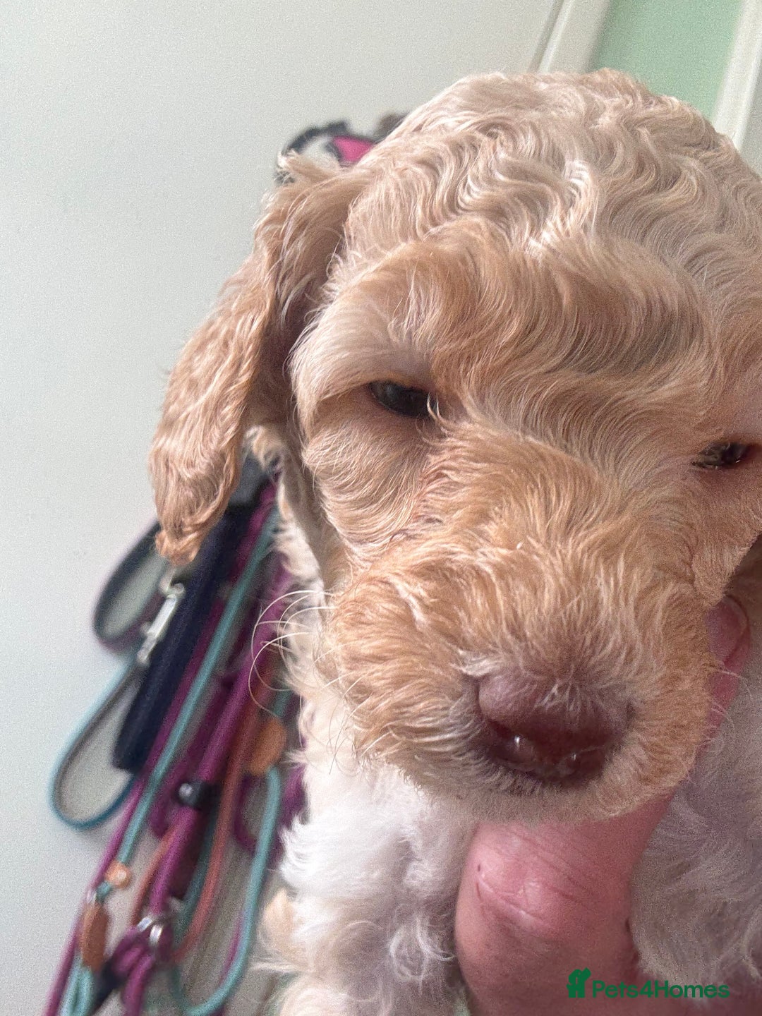 Toy Poodle dogs for sale: Stunning litter of Toy Poodles - Image 15