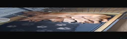 Labrador Retriever dogs for sale: Beautiful KC registered Labrador retriever puppies in Swansea - Advert 5