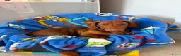 Dachshund dogs for sale: Red Chocolate Dacshund 6 month old puppy  - Advert 4