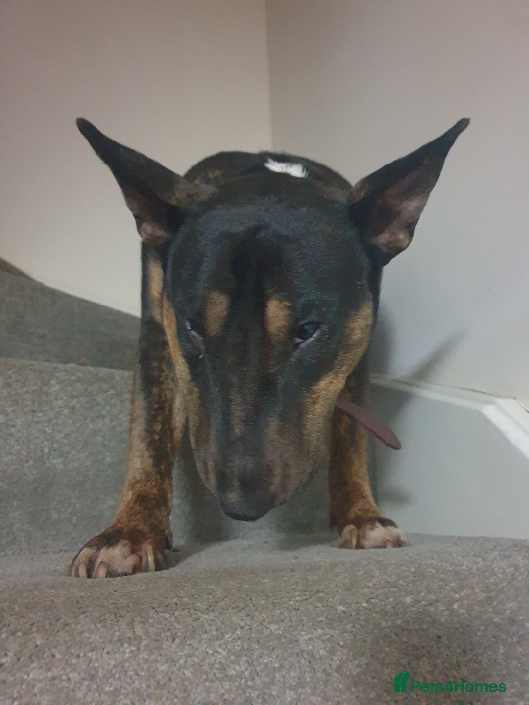 English Bull Terrier dogs for sale: Bull Terriers Seeking Forever Homes - Advert 3