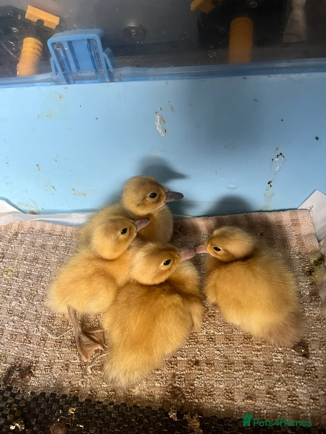 Ducks poultry for sale: Day Old Welsh Harlequin ducklings  - Advert 3