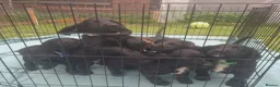 Sprocker dogs for sale: Sprocker Puppies READY NOW ✨️ - Advert 19