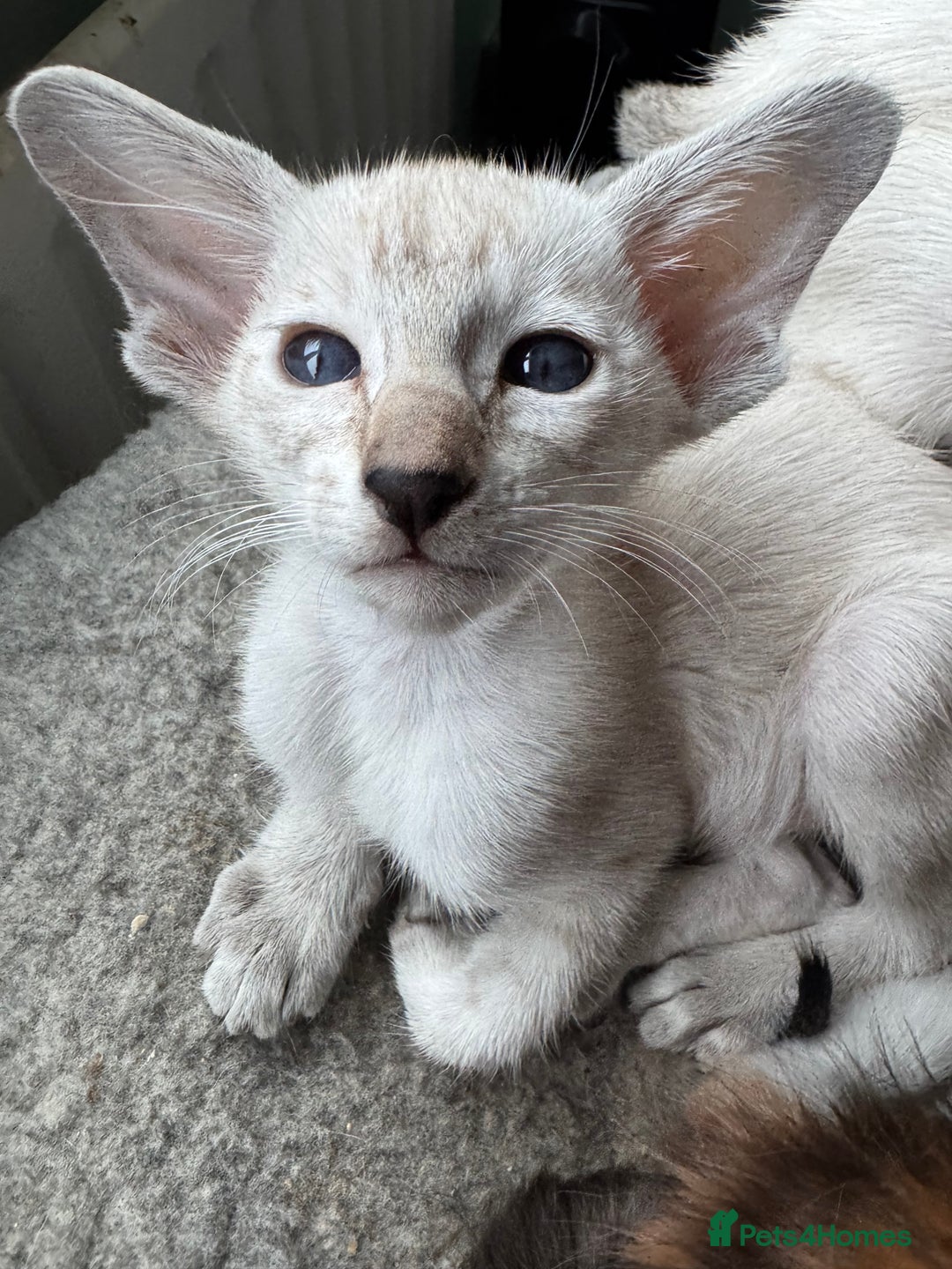 Siamese cats for sale: Beautiful Pedigree Siamese kitten GCCF Registered  - Advert 10