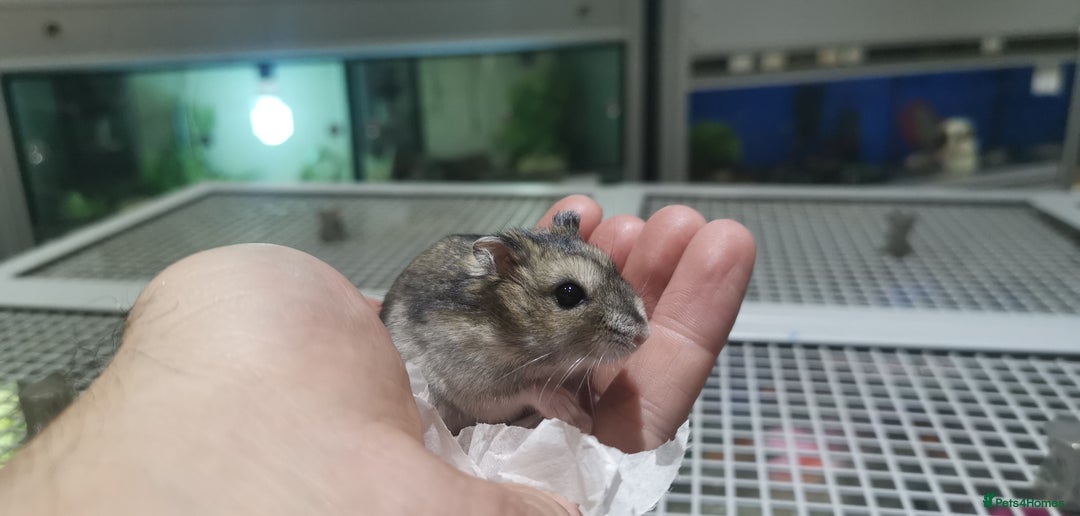 Hamster rodents for sale: Super tame russian dwarf hamsters - Image 3