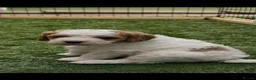 Cavapoochon dogs for sale: 2 Male Cavapoochon Puppies for sale!!! - Advert 8