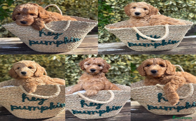 Goldendoodle dogs - Advert 1