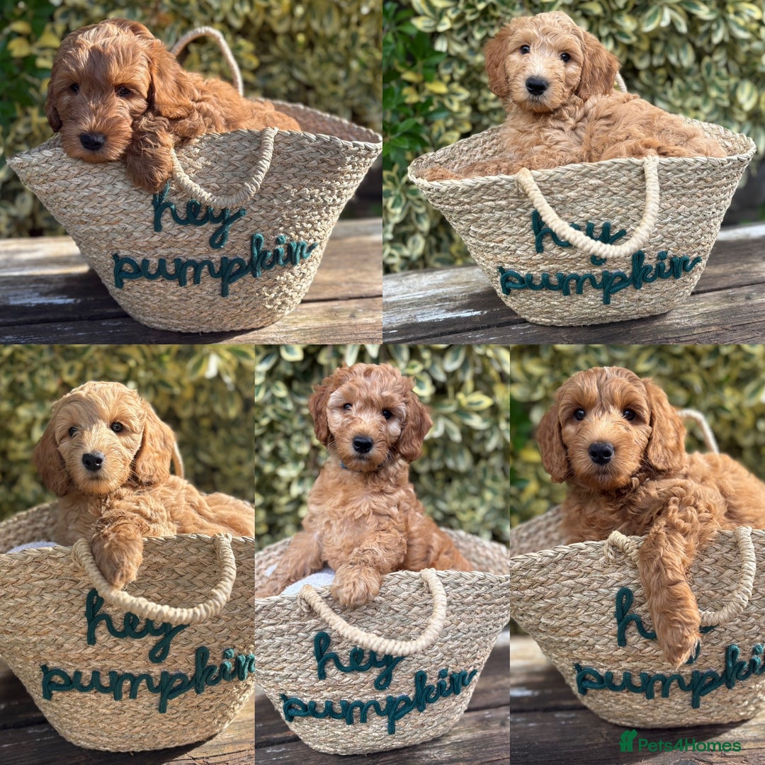 Goldendoodle dogs for sale: Stunning Health Tested F2B Mini Goldendoodles - Image 1