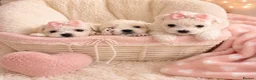 Maltese dogs for sale: Malitachon X Korean miniature Maltese ❤️ - Advert 1
