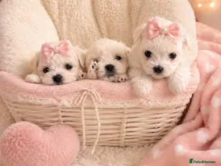 Maltese dogs Malitachon X Korean miniature Maltese ❤️ - Advert 5