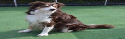 Border Collie dogs for stud: Red Tri Border Collie at Stud in Birmingham - Advert 3