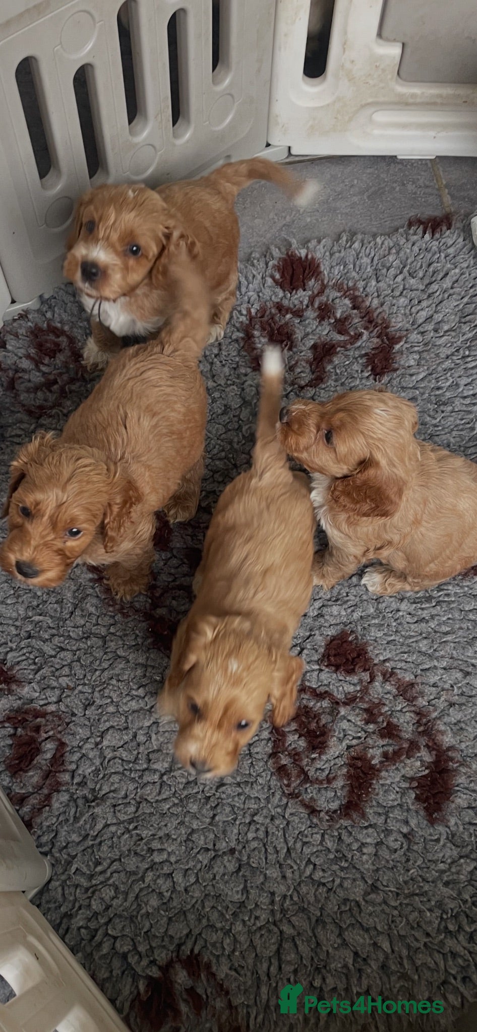 Cockapoo dogs F1 beautiful litter red and apricot  - Advert 1