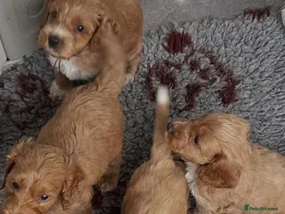 Cockapoo dogs F1 beautiful litter red and apricot - Advert 1