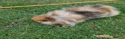 Mini Lop rabbits for sale: 4 x Mini Lion Lop 2 born June 2 born July  - Advert 5