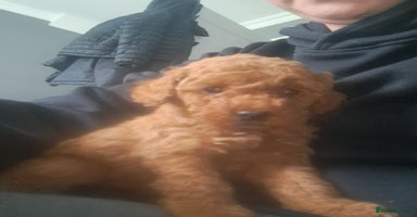 Cockapoo dogs - Advert 5