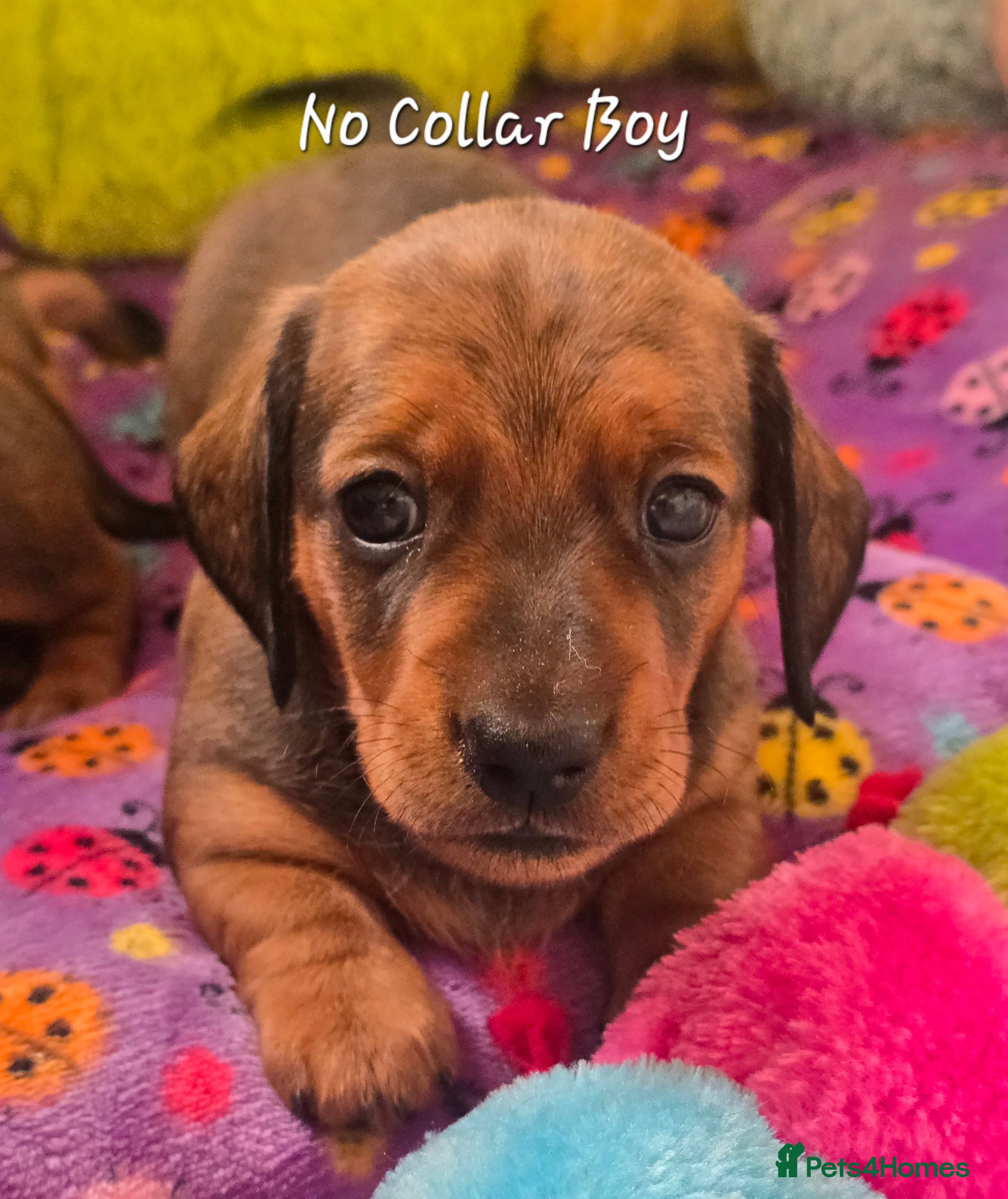 Miniature Dachshund dogs KC Registered Miniature Dachshund - beautiful Reds - Advert 2