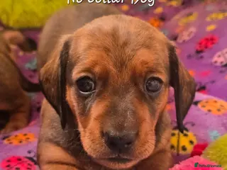 Miniature Dachshund dogs KC Registered Miniature Dachshund - beautiful Reds - Advert 2