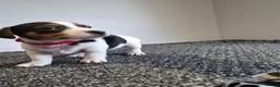 Jack Russell dogs for sale: Pure Jack russell puppies  in York - Advert 4